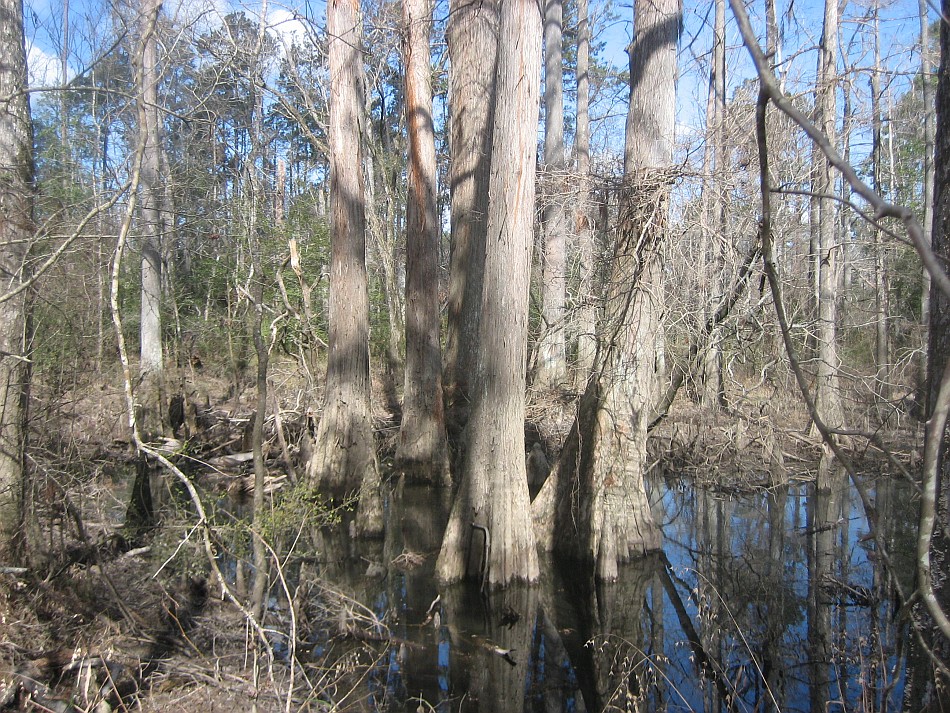 Big Thicket Cypress